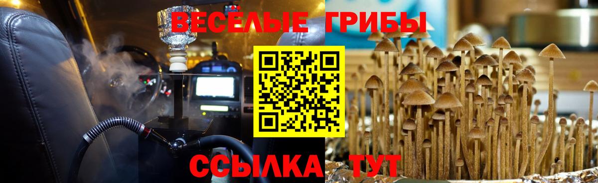 Псилоцибиновые грибы мицелий Топки